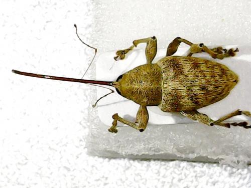 Réf. 268 659 : Curculio elephas